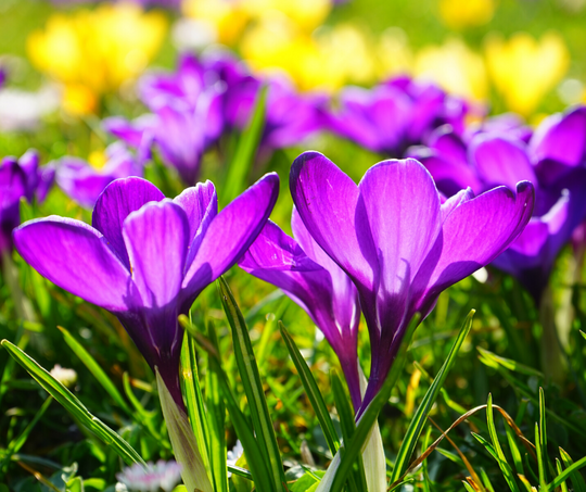 Spring Flowers Around Chesapeake Bay to Celebrate Brighter Days ...