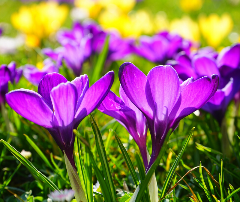 Spring Flowers Around Chesapeake Bay to Celebrate Brighter Days
