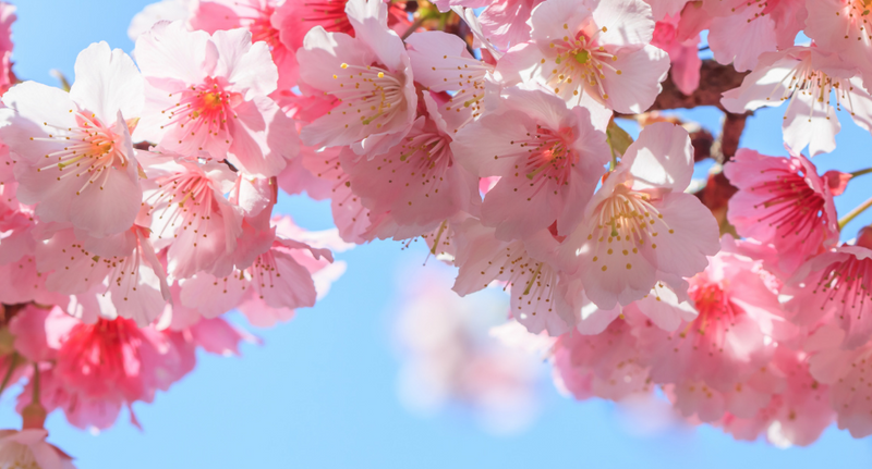 Cherry Blossoms Trees