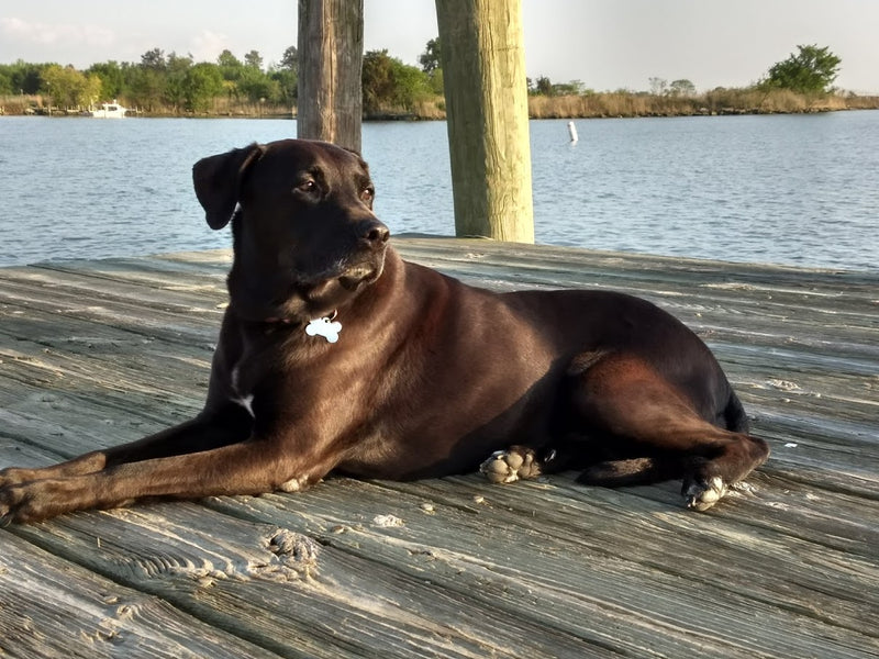 Chesapeake Bay Dog